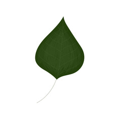 green leaf isolated on white