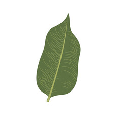 green leaf isolated