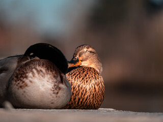 Two ducks in the morning