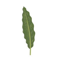 green leaf isolated