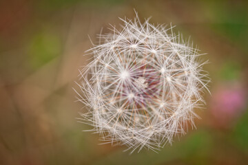 Zarte Pusteblume