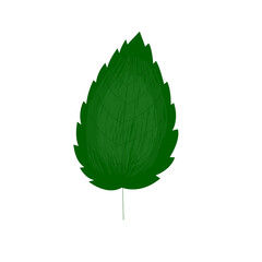 green leaf isolated on white