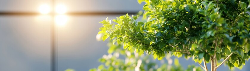 Obraz premium Bright Indoor Plants with Sunlight Shining Through Glass Window