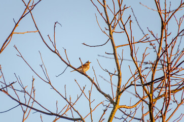 A fieldfare (Turdus pilaris) perches on a bare tree branch under the morning sun. Telephoto shot, warm sunrise light, peaceful mood, rural setting, nature appreciation, simplicity, quiet observation.