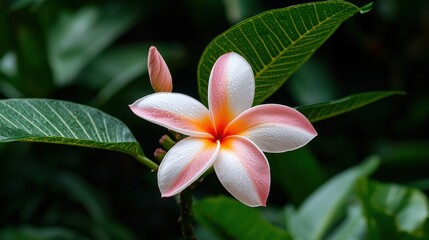 Fototapeta premium Close-up of a single pink and white plumeria flower with water droplets, blooming amidst lush green foliage.