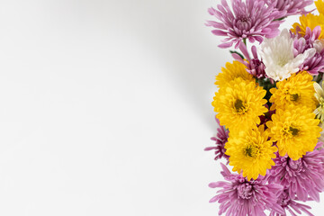 Yellow and Purple Chrysanthemum Flowers on White Background

