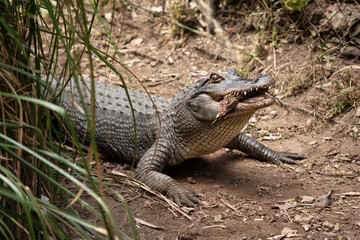this is a close up of an alligator
