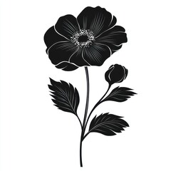 Fototapeta premium Black poppy flower bud stem leaves design