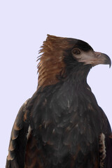 The black breasted buzzard is quite large with broad, rounded wings, and a short neck and tail.