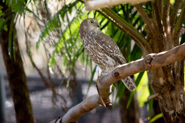 The barking owl has bright yellow eyes and no facial-disc. Upperparts are brown or greyish-brown, and the white breast is vertically streaked with brown. The large talons are yellow.