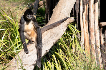 The black-handed spider monkey has lack or brown fur with hook-like hands and a prehensile tail.
