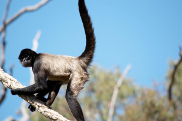 the black handed spider monkey  is climbing on a rope
