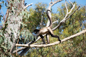 the black handed spider monkey  is climbing on a rope