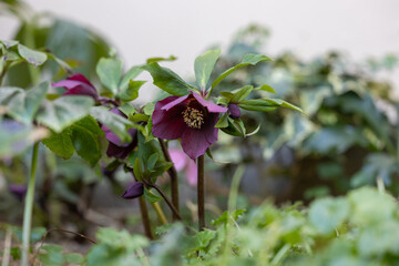 紫のクリスマスローズ