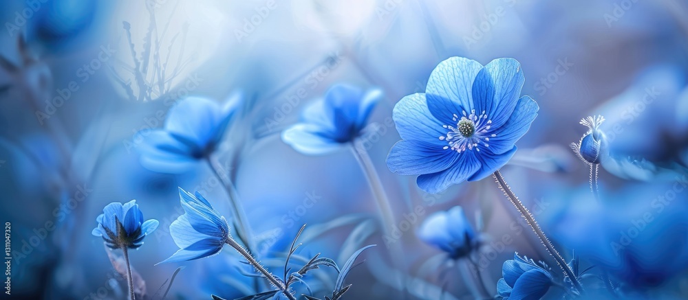 Poster delicate blue nemophila flowers gracefully bloom in a soft-focus background with gentle bokeh, creat