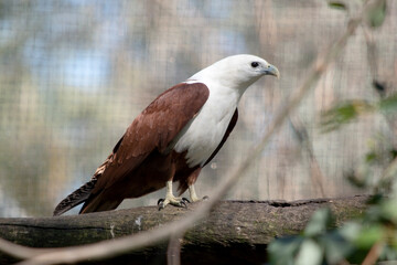 The brahminy kite is distinctive and contrastingly coloured, with chestnut plumage except for the white head and breast and black wing tips.