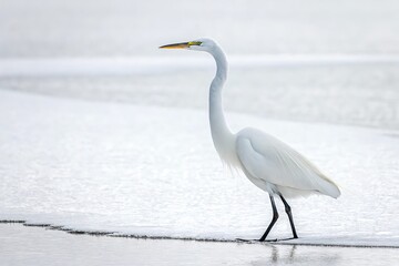 The great egret (Ardea alba) is a large, widely distributed bird found in tropical and temperate regions. It nests in colonies near water and is spreading to northern Europe
