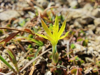 Gagea Minima or least Gagea yellow flowers
