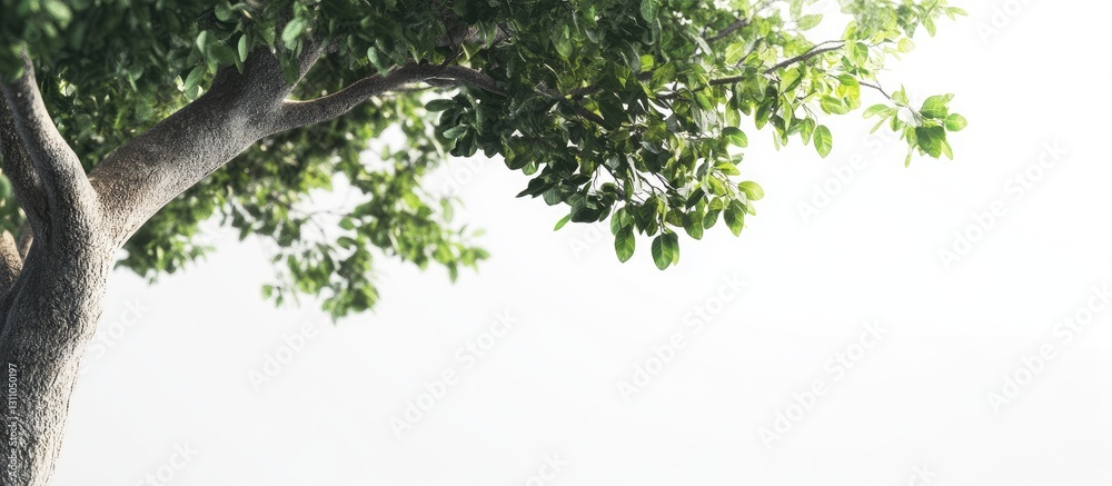 Poster lush green tree foliage in the upper left corner with a soft white background highlighting the natur