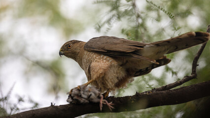Hawk with kill in the branches next to the Salt River in Mesa Arizona USA
