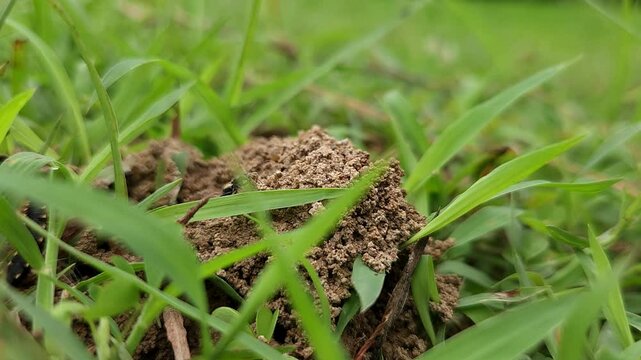 Ant hill
