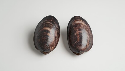 Two Dark Clamshells on White Surface