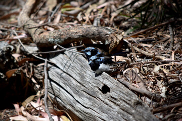 Male fairy wrens have rich blue and black plumage above and on the throat. The belly is grey-white and the bill is black.