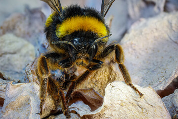 Bombus terrestris. Front view of a European bumblebee.