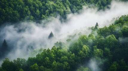 Misty Veil Gently Descends Over Lush Green Landscape