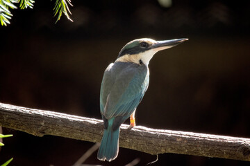 The kingfisher is a sparrow-sized bird has the typical short-tailed, large-headed kingfisher profile; it has blue upperparts, white underparts and a long bill.