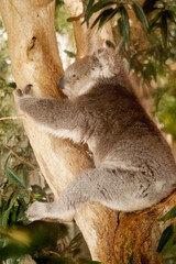 the koala is resting in the fork of a tree