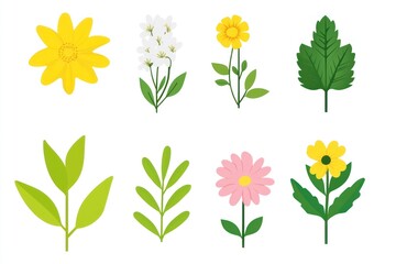 Colorful flower and leaf illustrations, isolated on white, for design