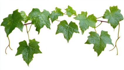 Green Ivy Branches Isolated on White