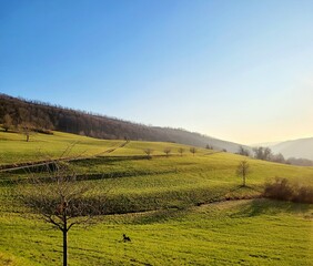 Obraz premium field of spring grass and perfect sky
