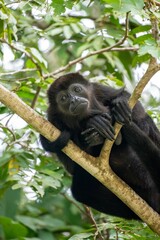 Howler Monkey Resting in a Forest