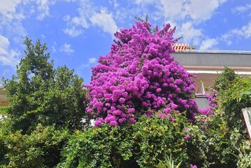 Bougainvillea is flowering pink, purple shrub or small tree that grows near a house in the tropics....