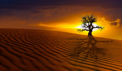 Beautiful desert landscape with lone strange dead tree sand dune in the foreground at sunset