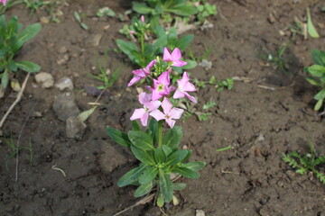 Matthiola incana or Hoary stock Pink flowers

