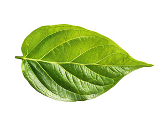 Obraz premium vibrant green leaf with detailed veins