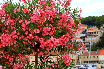 Pink oleander flowers bloom on seashore in Croatia against old houses. Oleander Nerium, tree, plant for medicine, pharmacology, cosmetics, treatment of diseases.