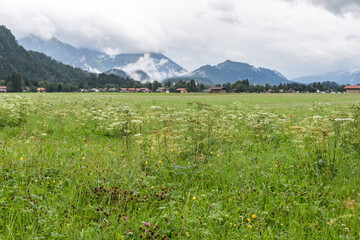 Misty Mountain Meadow in Hohenschwangau