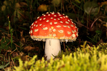 Close-up image of a poisonous mushroom called a fly agaric.
