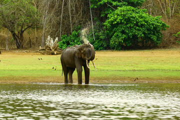 The Indian elephant (Elephas maximus indicus) is one of three recognised subspecies of the Asian...