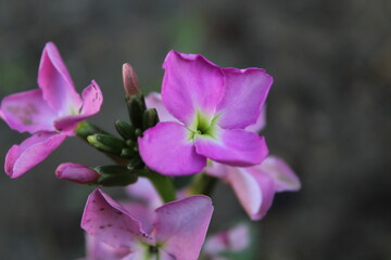 Matthiola incana or Hoary stock Pink flowers