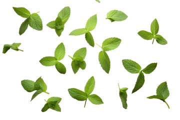 mint on transparent background