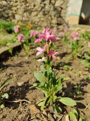 Matthiola incana or Hoary stock Pink flowers
