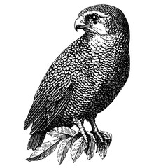 Fototapeta premium Detailed engraving of a majestic bird perched elegantly on foliage, illustrating beauty and grace suitable for tattoo and packaging design