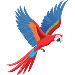 Fototapeta premium Macaw parrot red blue flying vector illustration. Exotic tropical bird on isolated background.