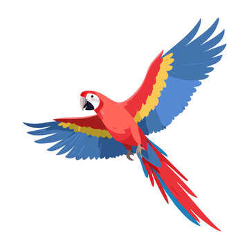 Macaw parrot red blue flying vector illustration. Exotic tropical bird on isolated background.