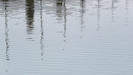 The shadows of plants and trees on the pond's surface create an abstract design